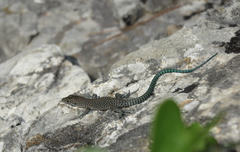 Dalmatolacerta oxycephala