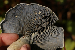 Lactarius indigo