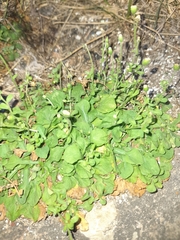 Erigeron cuneifolius