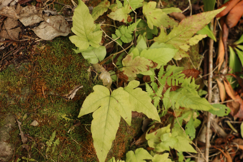 Tectaria incisa image