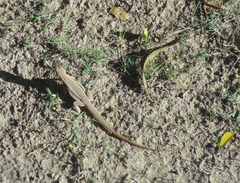 Leiolepis guttata