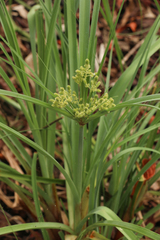 Cyperus ligularis