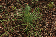 Cyperus ligularis