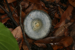 Lactarius indigo