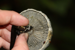 Lactarius indigo