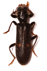 Phloiocopus