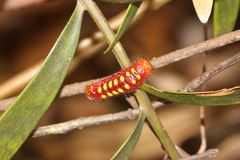 Eumaeus atala