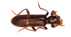 Phloiocopus
