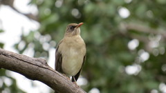 Turdus amaurochalinus