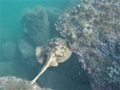 Urobatis concentricus