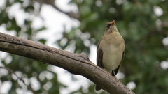 Turdus amaurochalinus
