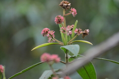 Miconia melastomoides
