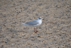 Ichthyaetus melanocephalus