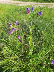 Echium plantagineum