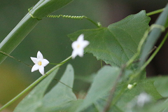 Zehneria cunninghamii