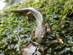 Calotriton asper