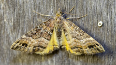 Chrysolarentia lucidulata