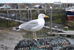 Larus argentatus