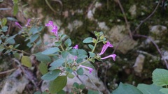 Scutellaria seleriana