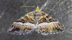 Chrysolarentia lucidulata