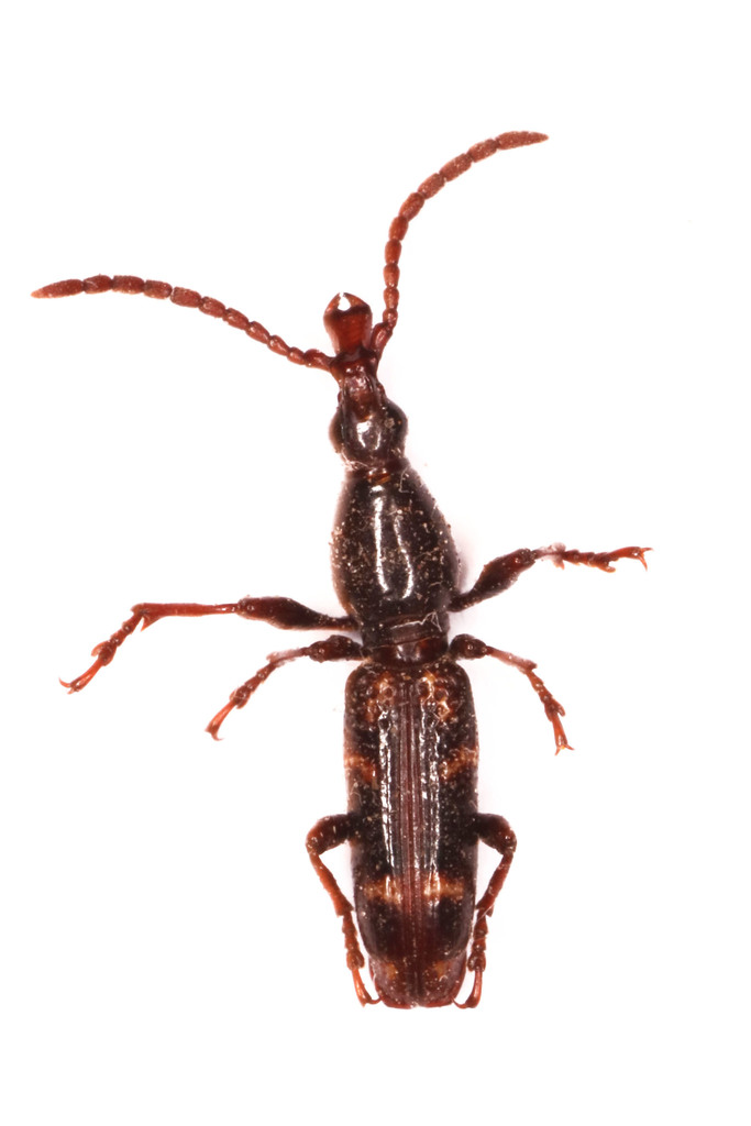 Orfilaia