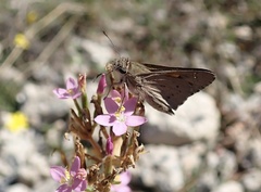 Hesperilla donnysa