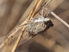 Cicada barbara