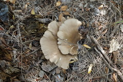 Pleurotus cornucopiae