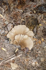 Pleurotus cornucopiae