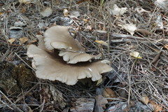 Pleurotus cornucopiae