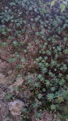 Sedum palmeri