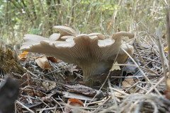 Pleurotus cornucopiae