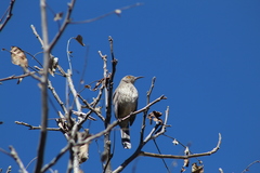 Toxostoma curvirostre