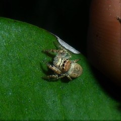 Gastromicans