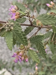 Melochia tomentosa