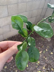 Citrus hystrix
