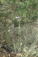 Linum squamulosum