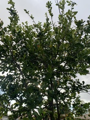 Citrus hystrix