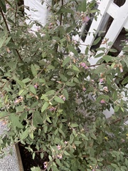 Melochia tomentosa