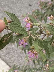Melochia tomentosa