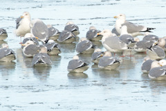 Larus argentatus × hyperboreus