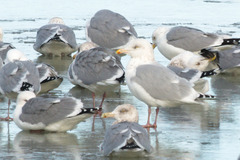 Larus argentatus × hyperboreus
