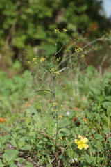 Bupleurum marschallianum
