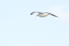 Larus argentatus × hyperboreus