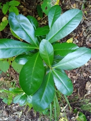 Corynocarpus laevigatus
