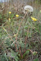 Taraxacum hybernum