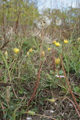Taraxacum hybernum