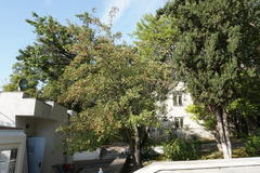 Crataegus taurica