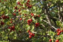 Crataegus taurica
