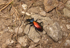 Carabus hispanus